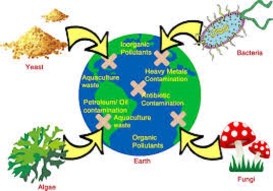 Role Of Microbes For Pollution Free Environment.