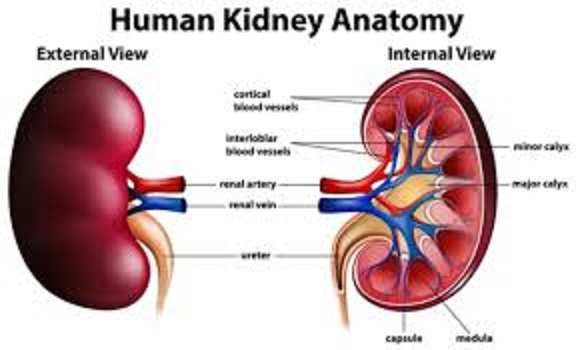 Kidney Transplant