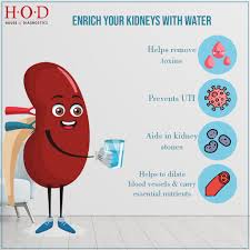 Role of water in kidneys